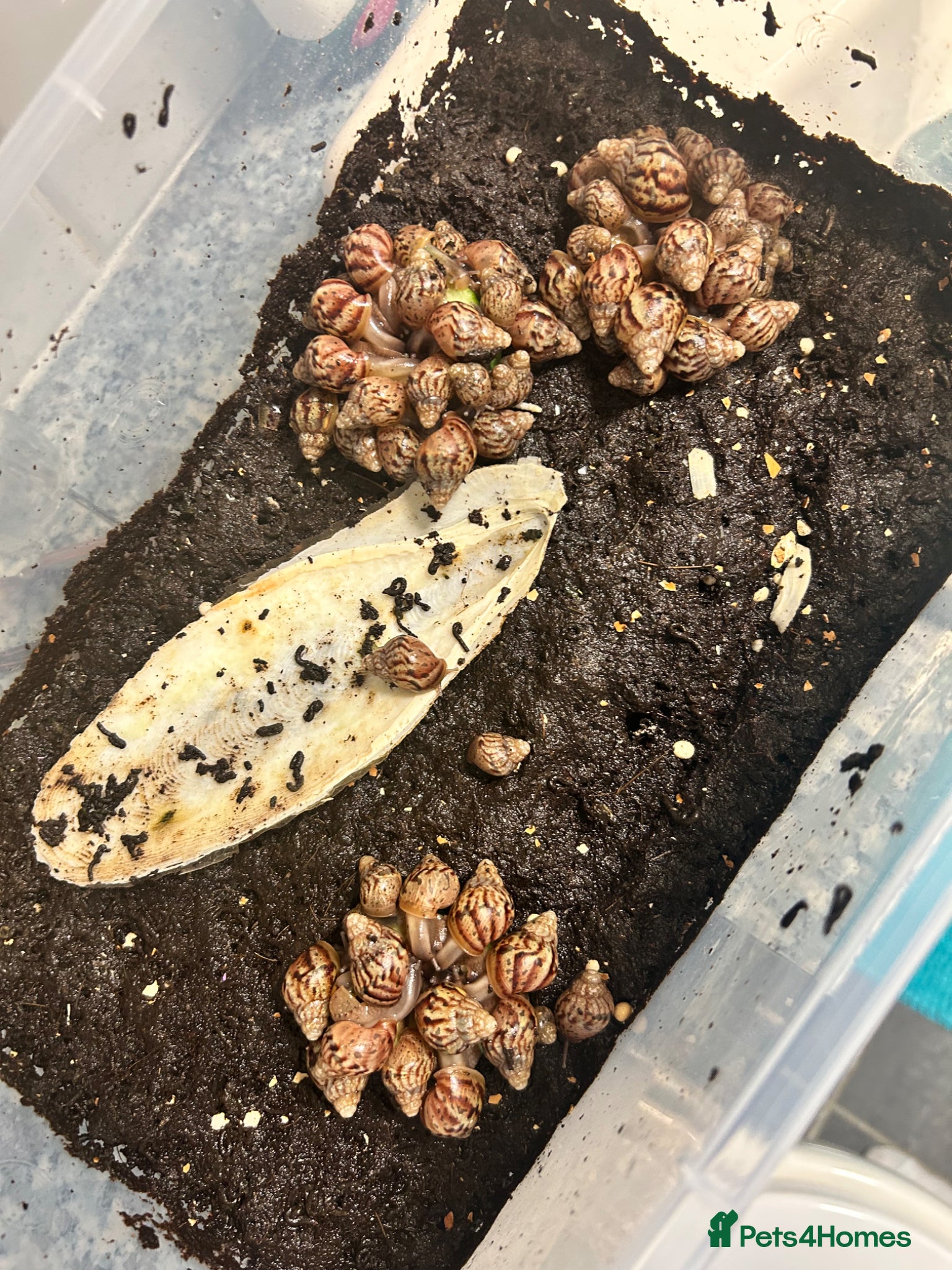 Snails invertebrates Giant African land snails babies  - Advert 1