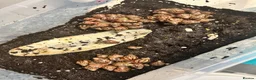 Snails invertebrates for sale: Giant African land snails babies  - Advert 1