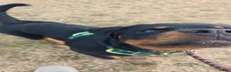 Rottweiler dogs for sale: Loving, 6-Month-Old Male Rottweiler - Advert 3