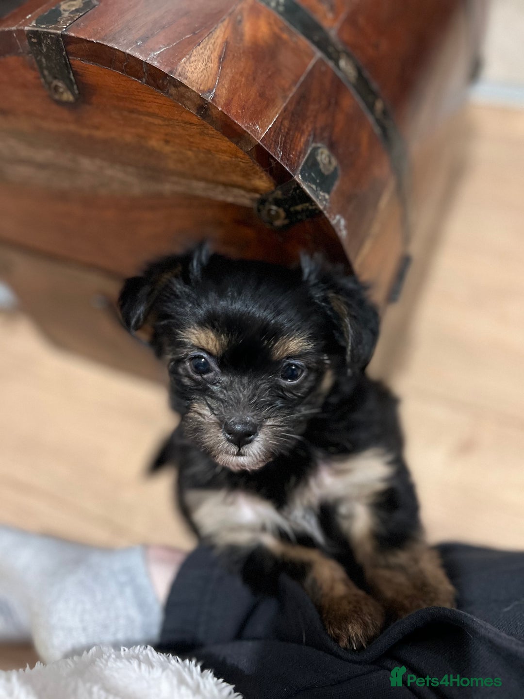 Chorkie dogs for sale: CHORKIE PUPS AVAILABLE NOW - Advert 11