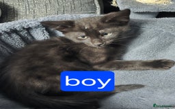 Mixed Breed cats for sale: Mixed breed kittens - Image 2