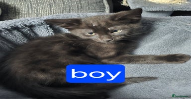 Mixed Breed cats - Advert 9