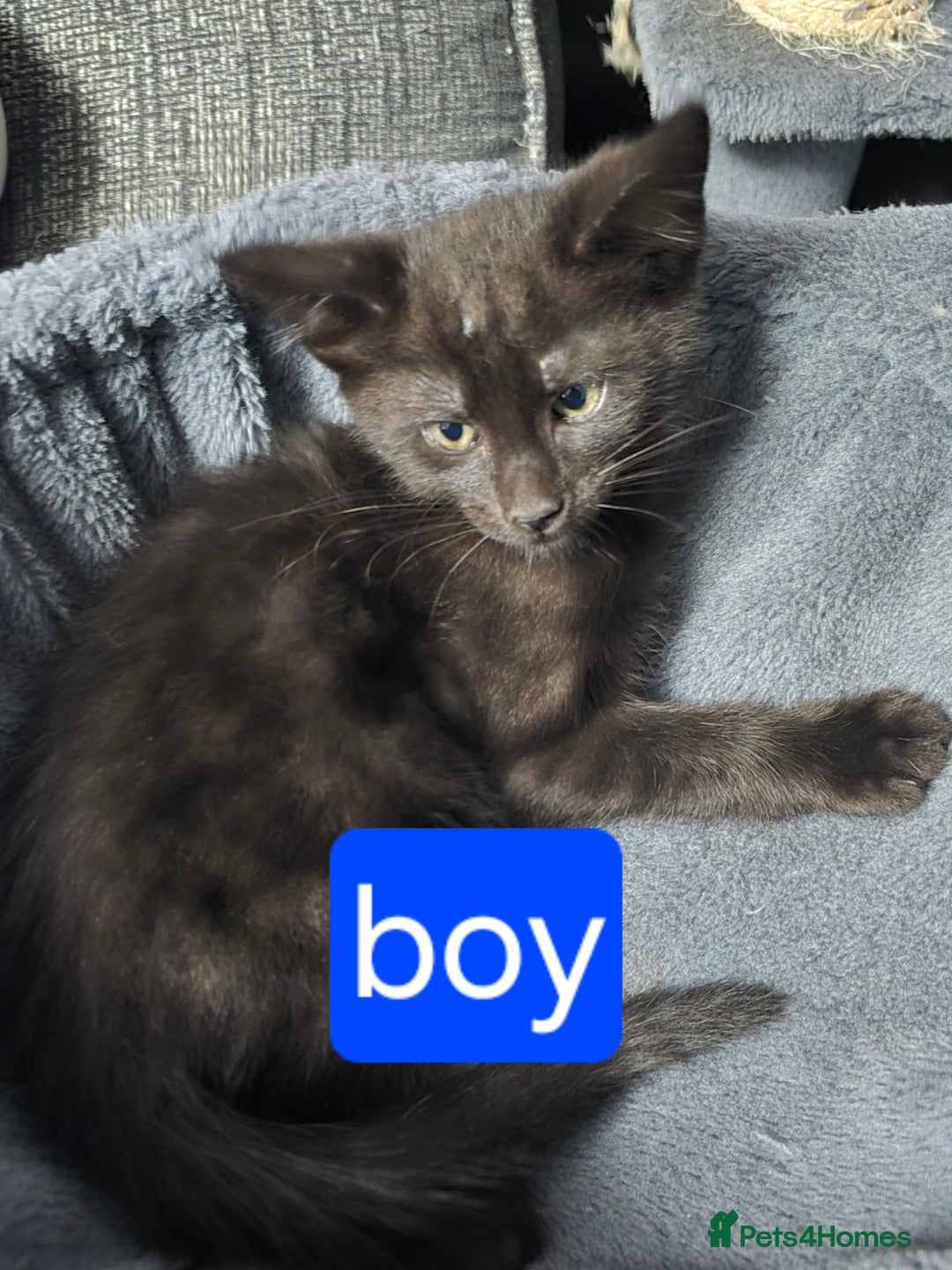 Mixed Breed cats for sale: Mixed breed kittens - Image 2