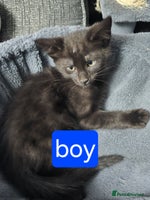 Mixed Breed cats - Advert 2