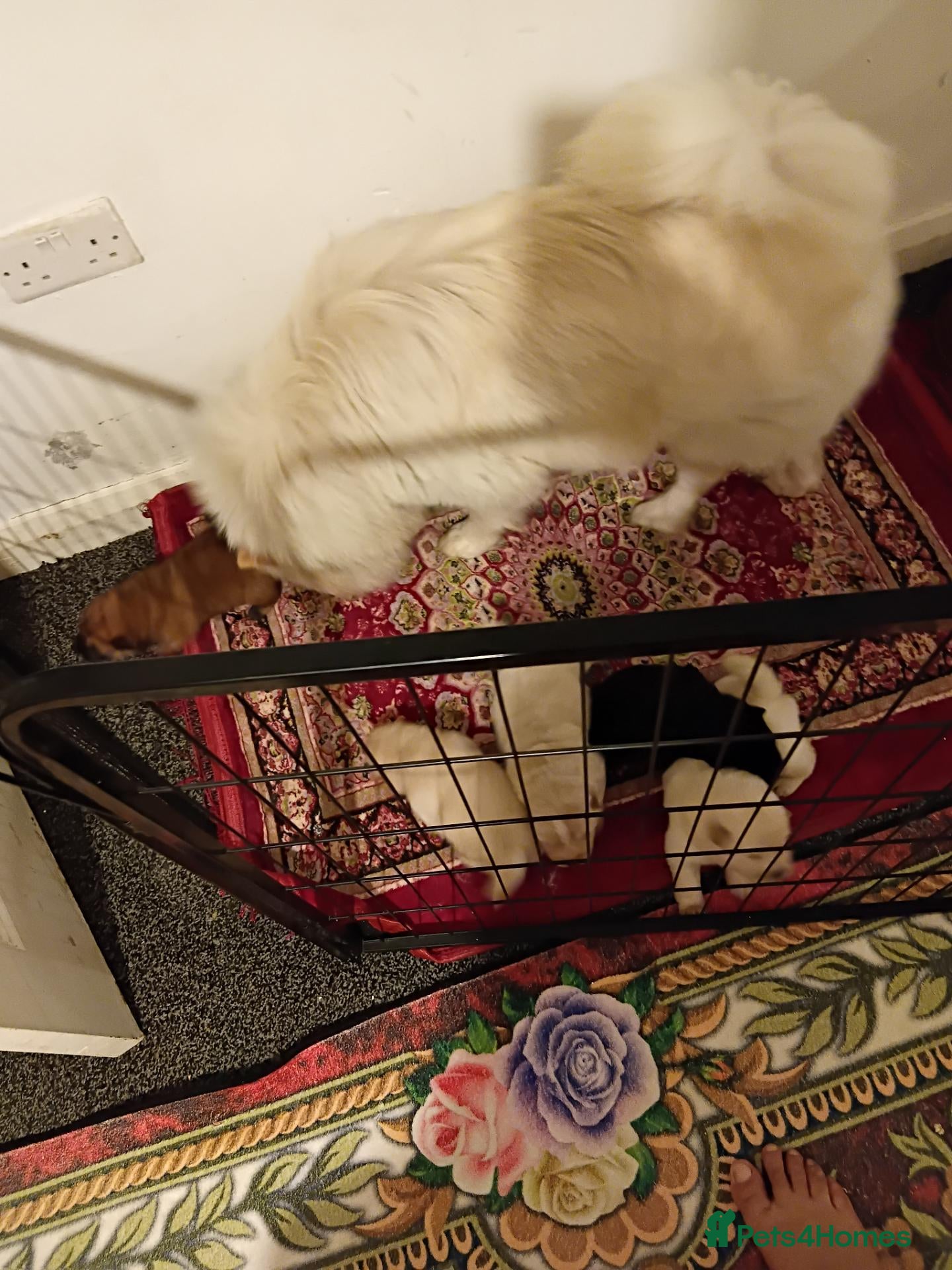 Chow Chow dogs Chow chow - Advert 1