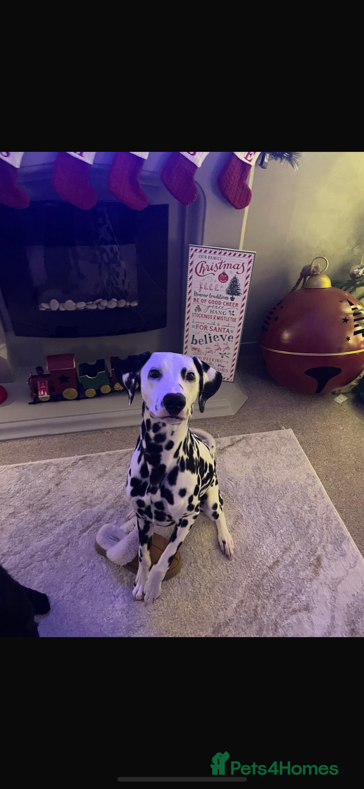 Dalmatian dogs 9 month old Marley - Advert 6