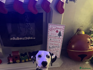 Dalmatian dogs 9 month old Marley - Advert 6