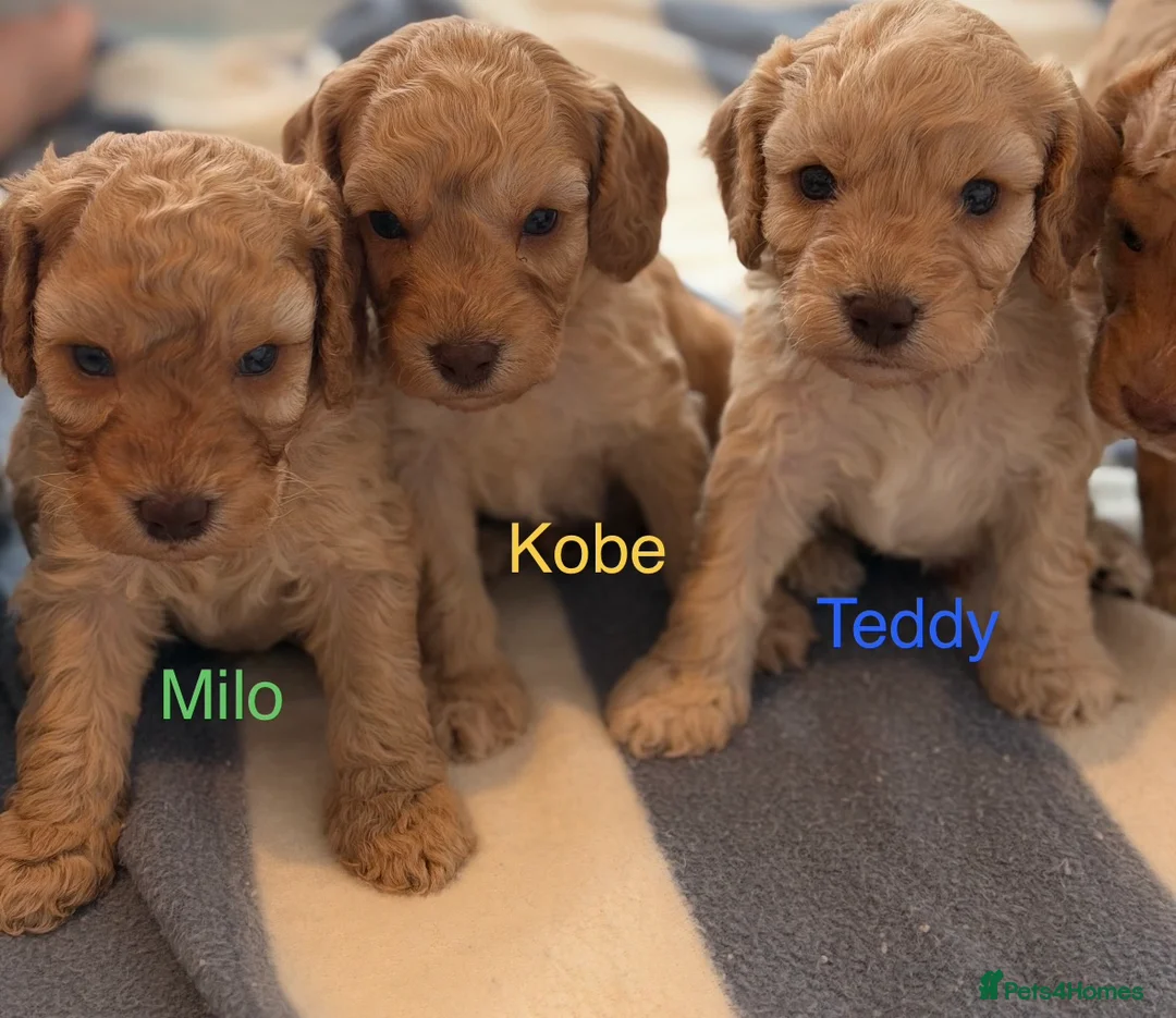 Cockapoo dogs for sale: ✨🐶 Gorgeous cockapoo puppies🐶✨ - Advert 3