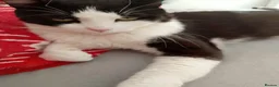 Domestic Shorthair cats for sale: Adorable Jake - Advert 5