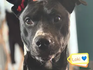 Mixed Breed dogs Do perfect dogs exist? YES, they do:💙LOKI💙 - Advert 1