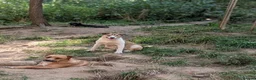 Mixed Breed dogs for adoption: Gentle Picadilly is looking for a family - Advert 5