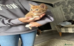 Mixed Breed cats for sale: Cute ginger females - Image 1