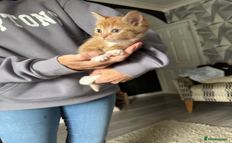 Mixed Breed cats - Advert 1