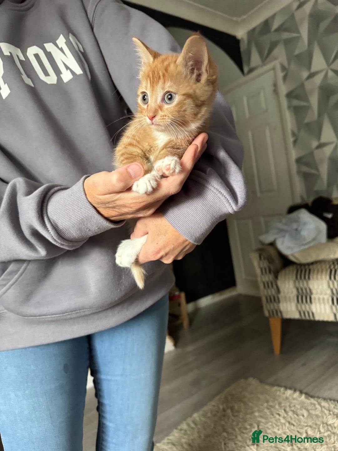 Mixed Breed cats for sale: Cute ginger females - Image 1