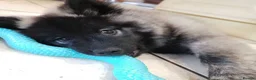 Eurasier dogs for sale: Euraiser Kennel Club registered Puppies for sale - Advert 6