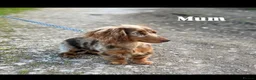 Miniature Dachshund dogs for sale: True miniature dachshund  - Advert 7