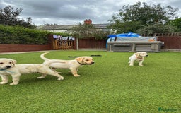 Goldador dogs for sale: Stunning litter of Goldador Puppies  - Image 17