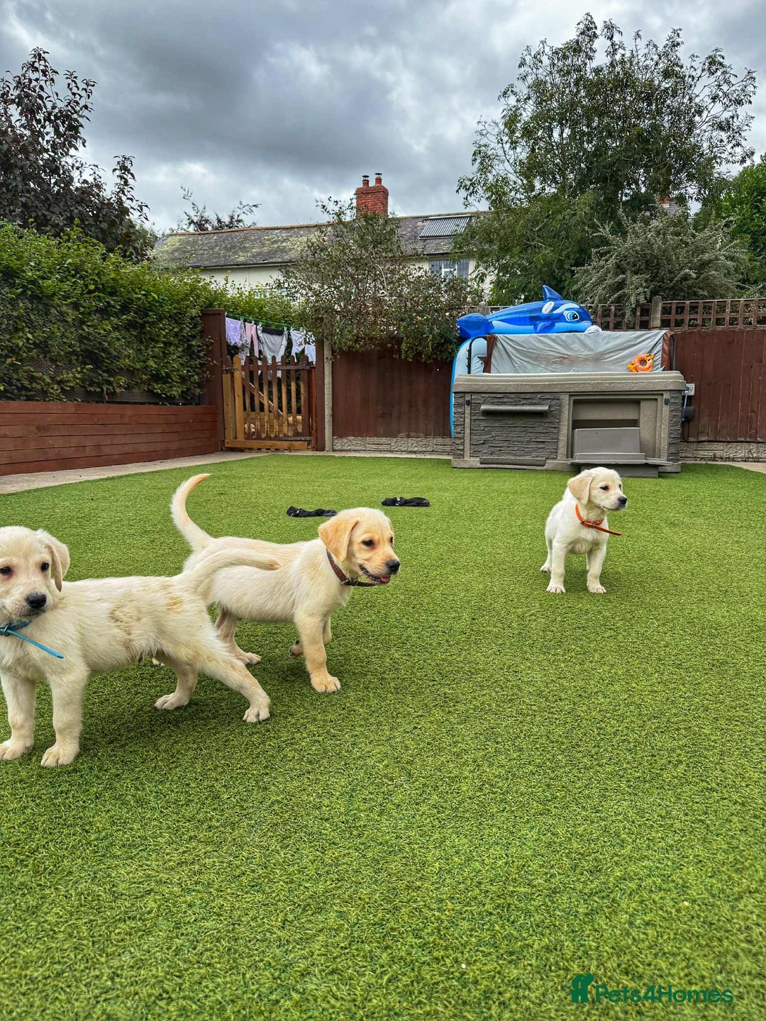 Goldador dogs for sale: Stunning litter of Goldador Puppies  - Image 17