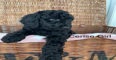 Cockapoo dogs - Advert 7