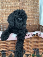 Cockapoo dogs - Advert 7