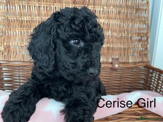 Cockapoo dogs - Advert 16