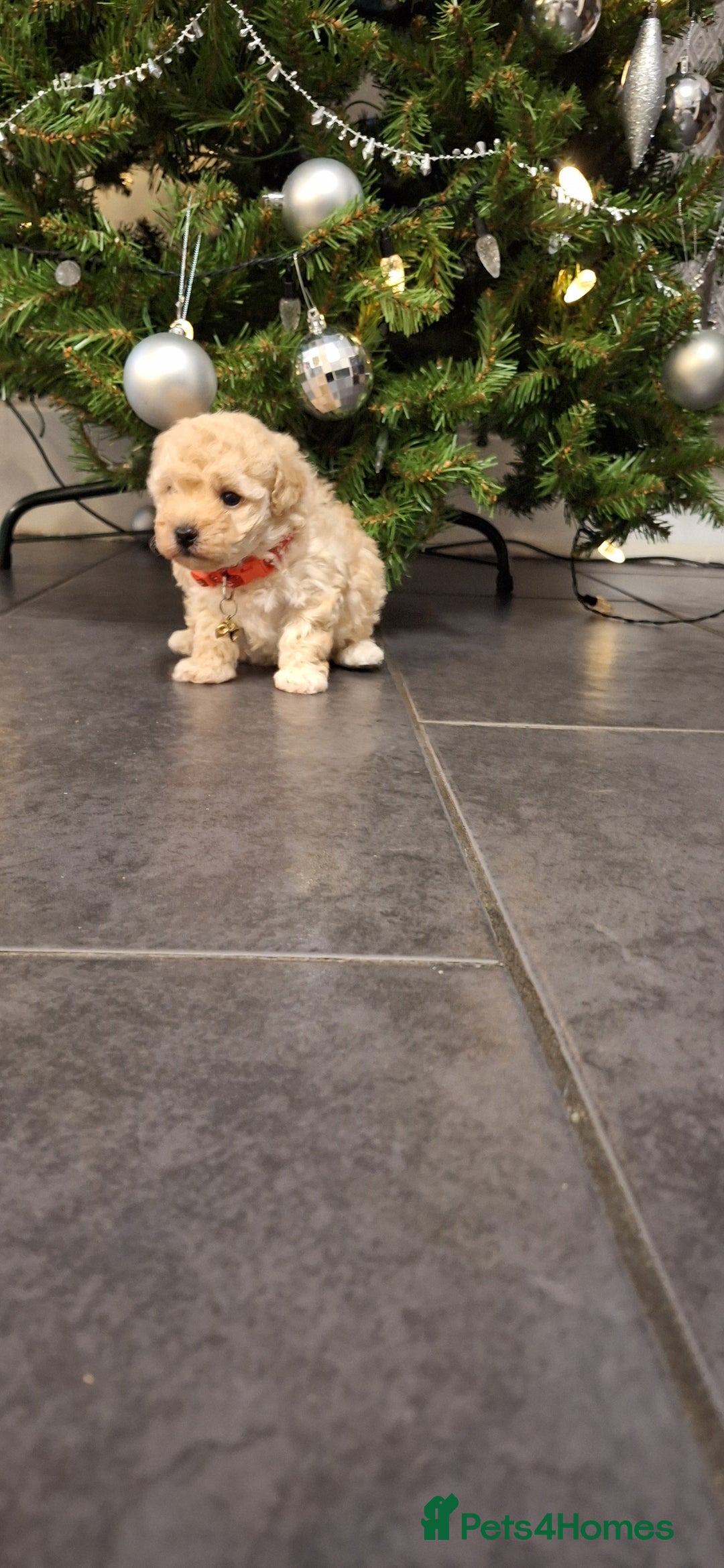 Maltipoo dogs for sale: Gorgeous DNA tested Maltipoo - Advert 4