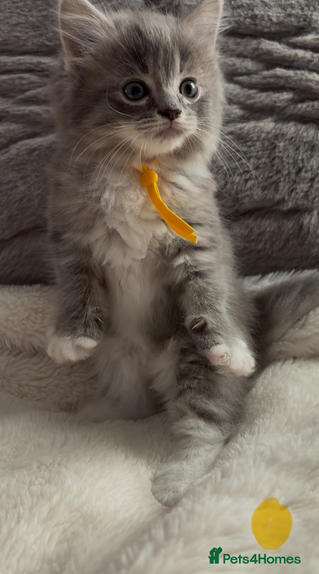 Ragdoll cats for sale: Stunning Ragdoll kittens available  - Image 16