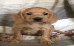 Hungarian Vizsla dogs for sale: VIZSIPOO puppies, Vizsla x Miniature Poodle - Image 18