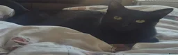 Mixed Breed cats for sale: 2 sisters - Advert 7