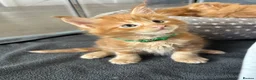 Maine Coon cats for sale: Stunning Red Kittens TICA reg  - Advert 27
