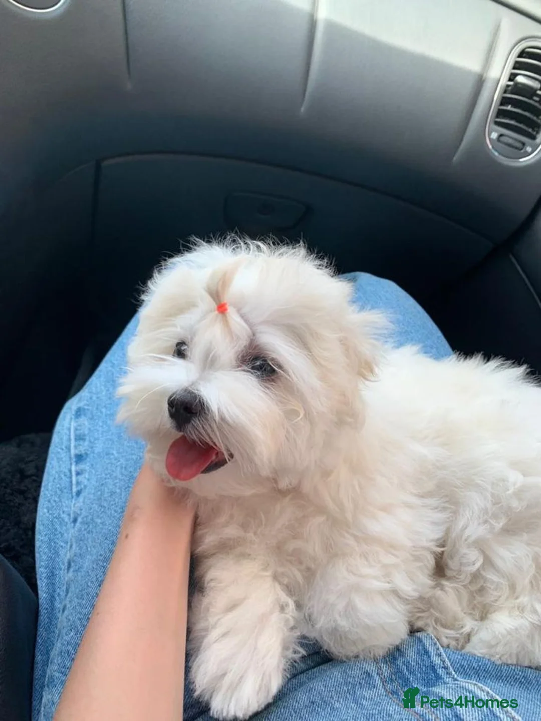 Mixed Breed dogs for sale: Adorable Pure White Maltese Puppy Girl - Advert 7