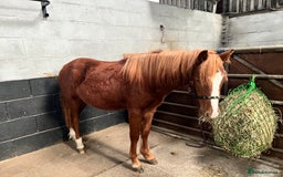 Welsh Section A horses for sale: Daisy FOR SALE OFFERS CONSIDERED - Image 1