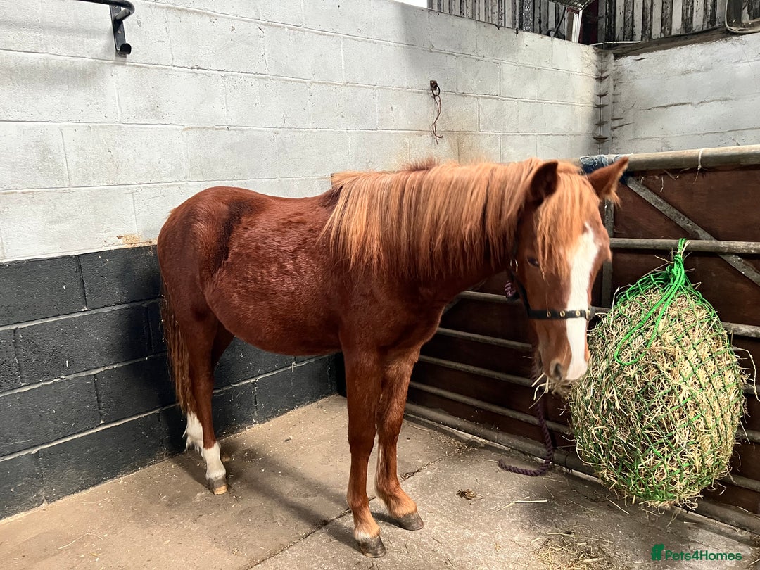Welsh Section A horses for sale: Daisy FOR SALE OFFERS CONSIDERED - Image 1