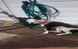 Mixed Breed dogs for sale: Boston terrier mix  - Image 1