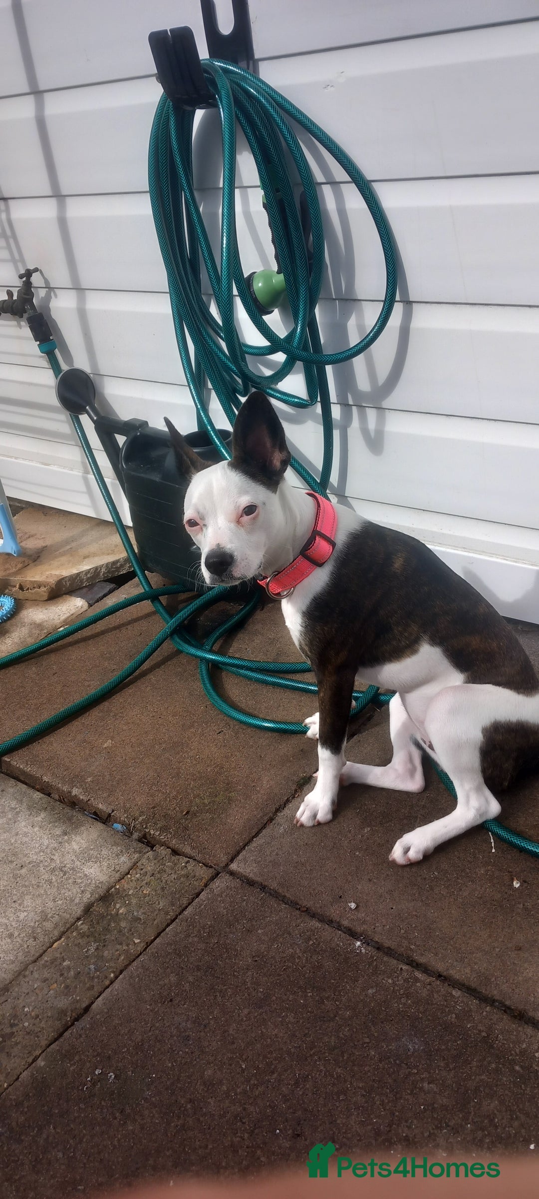 Mixed Breed dogs for sale: Boston terrier mix  - Image 1