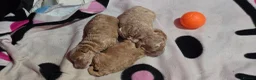 Cockapoo dogs for sale: Cockapoo mini toy in Leeds - Advert 8