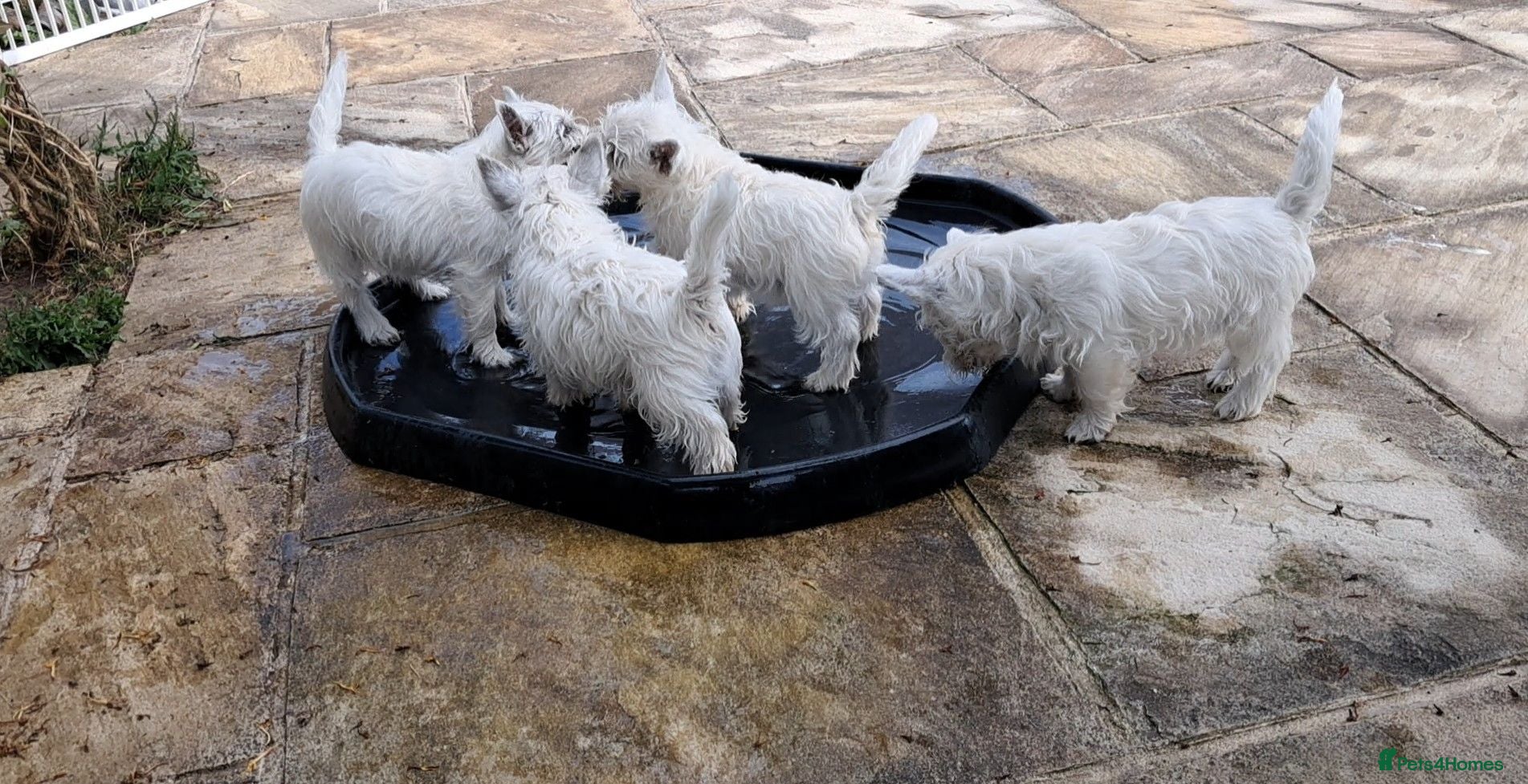 West Highland Terrier dogs West highland white terrier  - Advert 1