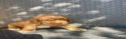 Cocker Spaniel dogs for sale: Show type cocker spaniels.  - Advert 6