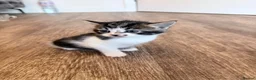 American Shorthair cats for sale: 🐾 6 BEAUTIFUL AMERICAN SHORTHAIR KITTENS 🐾 in Enfield - Advert 2