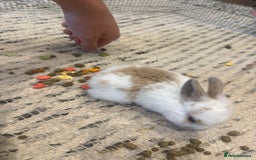 English Lop rabbits for sale: english lop beautiful  baby rabbit  - Image 3