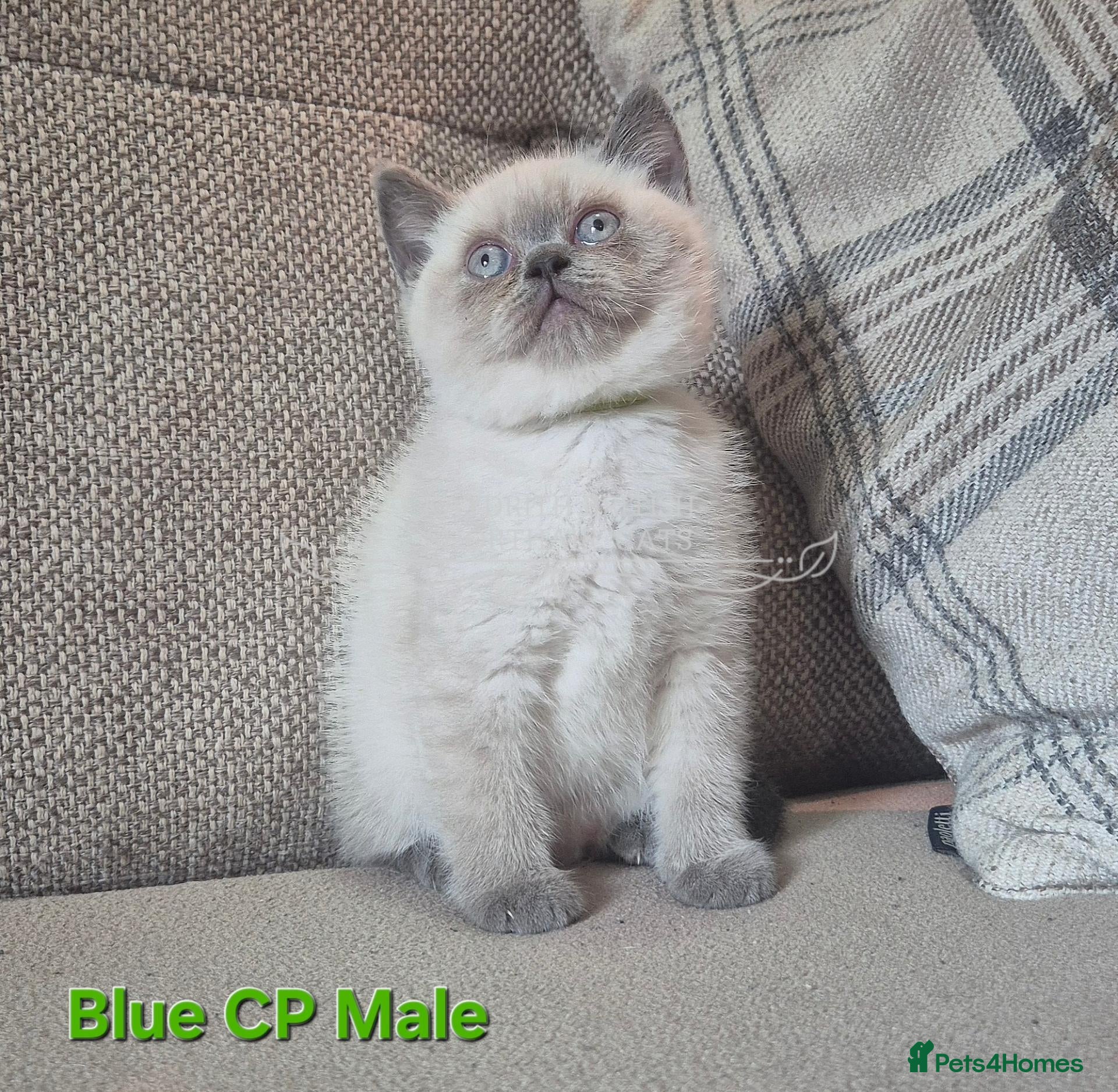 British Shorthair cats Blue Colourpointed GCCF British Shorthair Kitten - Advert 1