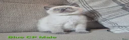 British Shorthair cats for sale: Blue Colourpointed GCCF British Shorthair Kitten - Advert 1