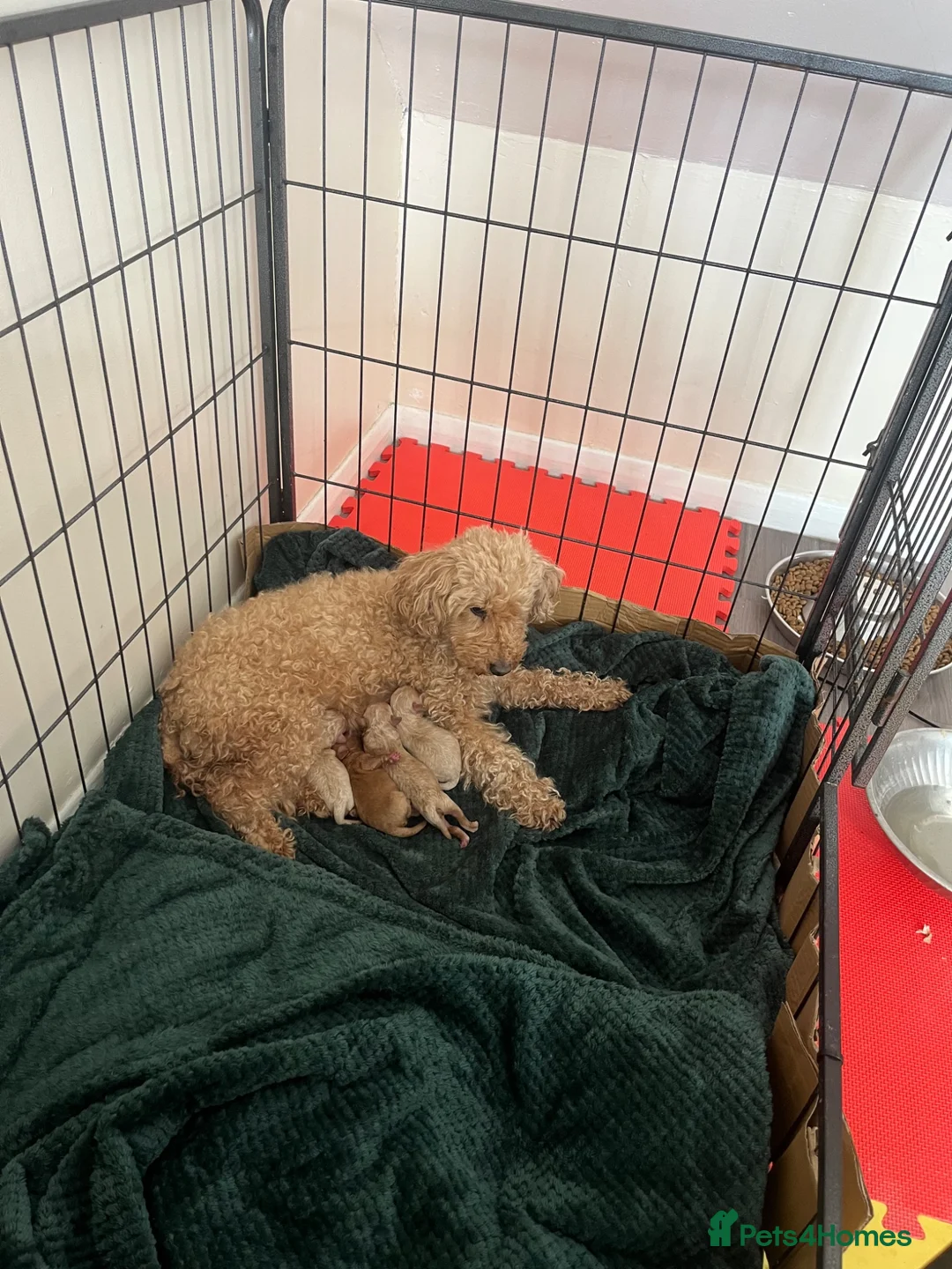 Miniature Poodle dogs for sale: boy miniature poodle  - Advert 5