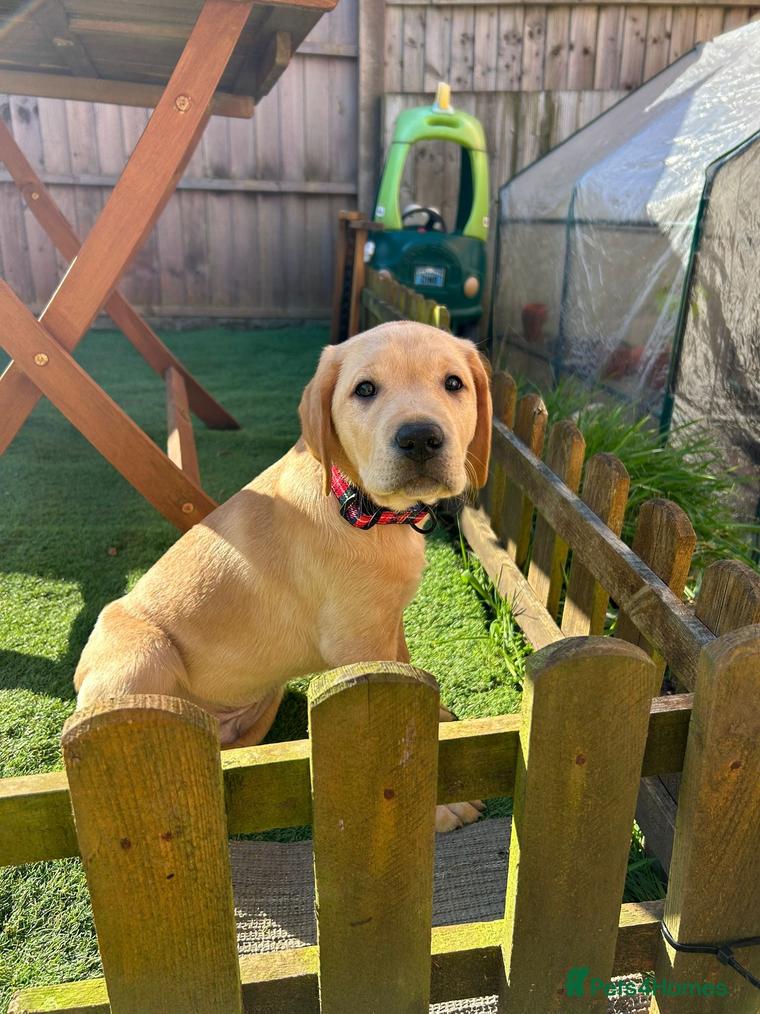 Labrador Retriever dogs Gorgeous 9 wk old male labrador puppy - Advert 2