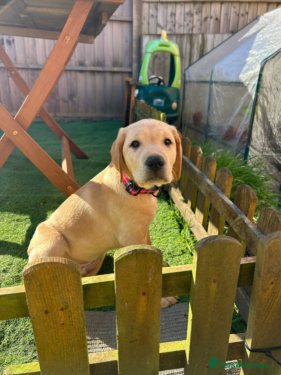Labrador Retriever dogs for sale: Gorgeous 9 wk old male labrador puppy - Advert 2