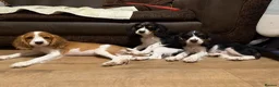 Cockalier dogs for sale: Beautiful litter ready to leave now 💕 - Advert 14