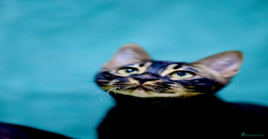 Bengal cats 6 stunning Bengal kittens, possibly our best yet! - Advert 13