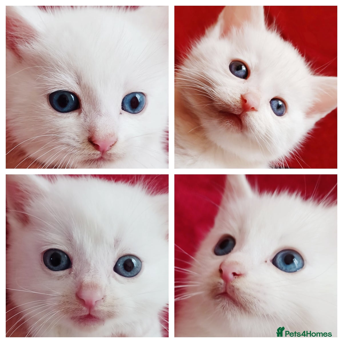 Mixed Breed cats 5 Gorgeous White Kittens First Come, First Serve! - Advert 1