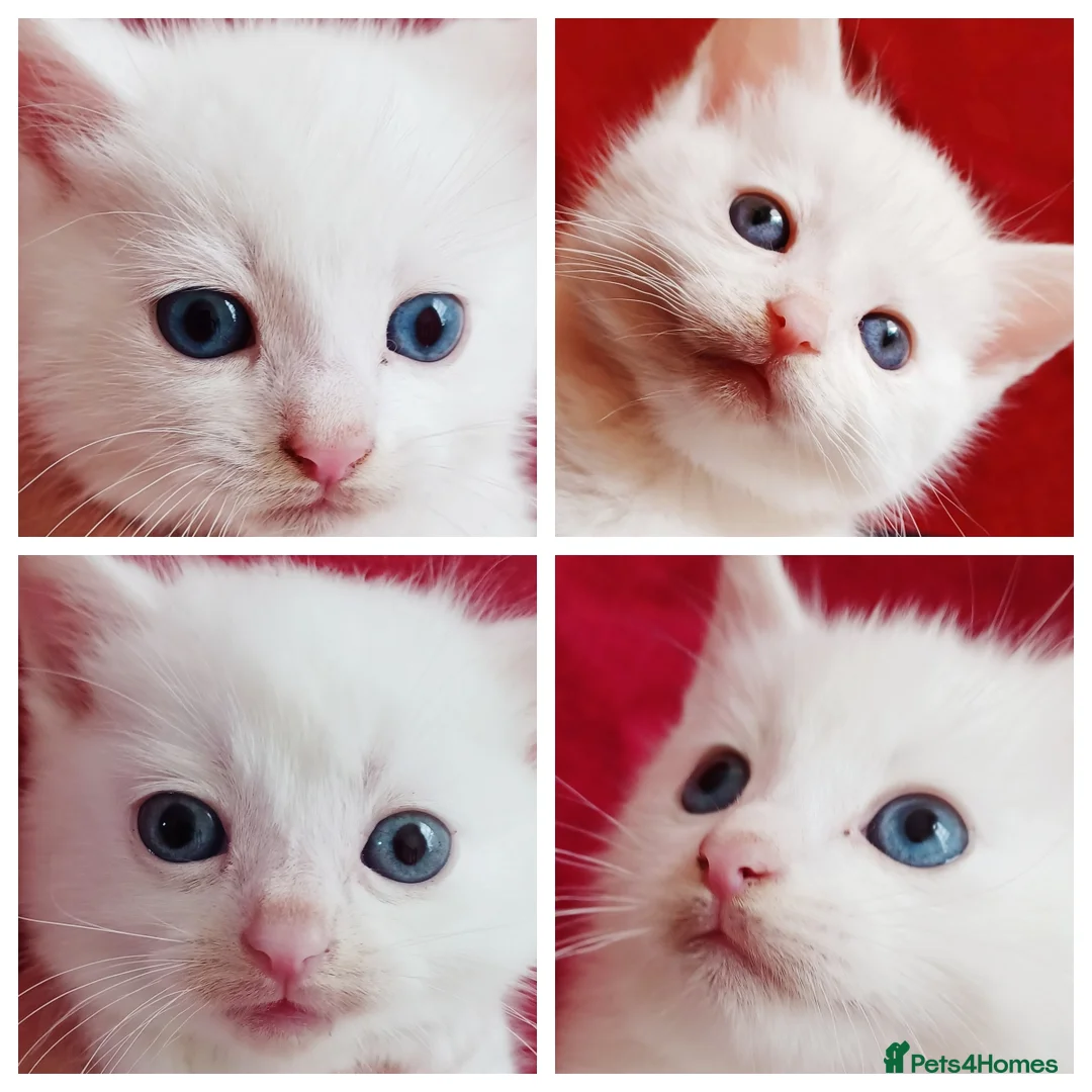 Mixed Breed cats for sale: 5 Gorgeous White Kittens First Come, First Serve! - Advert 1