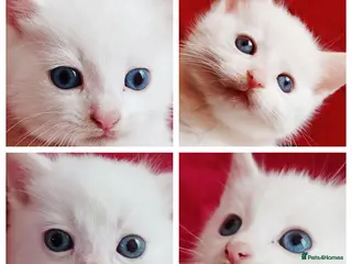 Mixed Breed cats 5 Gorgeous White Kittens First Come, First Serve! - Advert 1